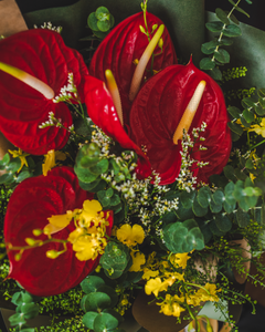 Oura - Red Anthurium Flower Bouquet